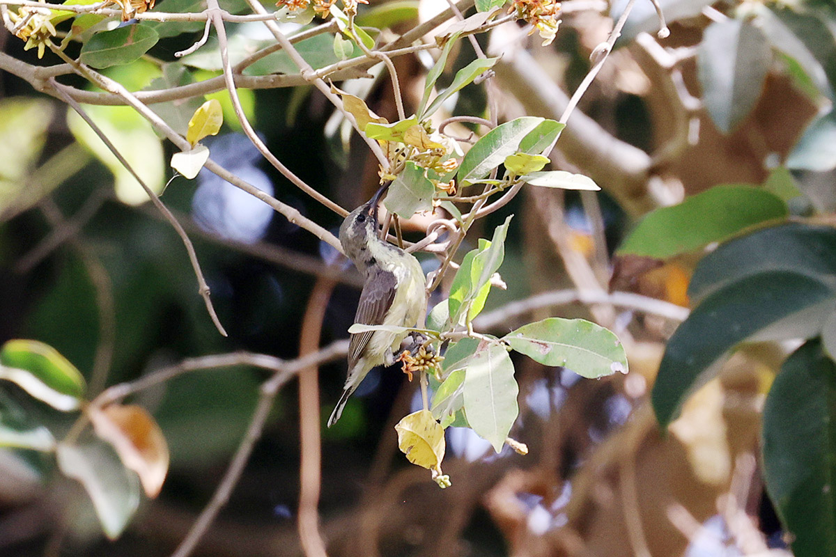 Female Beautiful Sunbird